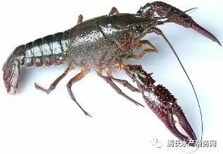 太瘋狂了 福州 寧波短短一周小龍蝦批發(fā)價(jià)跳漲50 武漢水產(chǎn)市場(chǎng)日銷(xiāo)活蝦40萬(wàn)斤,小龍蝦蹦向全國(guó)