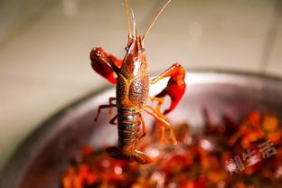 2017成都潮生活小龍蝦節(jié) 瘋了 成都這家地道美式蝦工廠,居然能夠自助吃小龍蝦