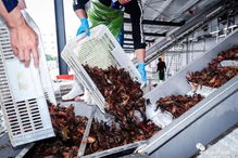 國(guó)聯(lián)水產(chǎn)湖南首個(gè)小龍蝦加工廠(chǎng)開(kāi)業(yè)